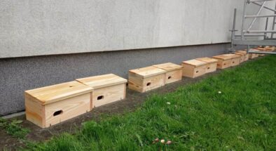 Jak dbamy o ptaki i owady